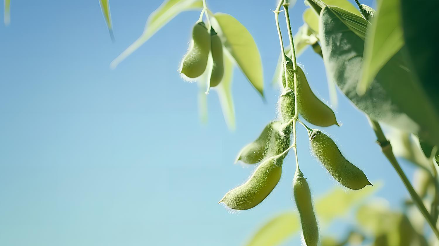 T₁-Weighted Imaging of Bean Pods – Low-Field NMR Imaging