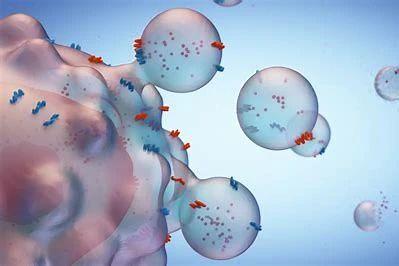 Rapid Detection of Liposome Encapsulation Efficiency Using Low-Field NMR