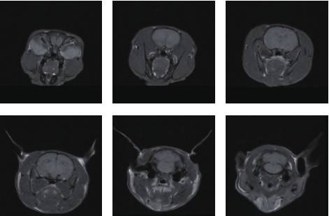 Small-Animal MRI System for Preclinical Research