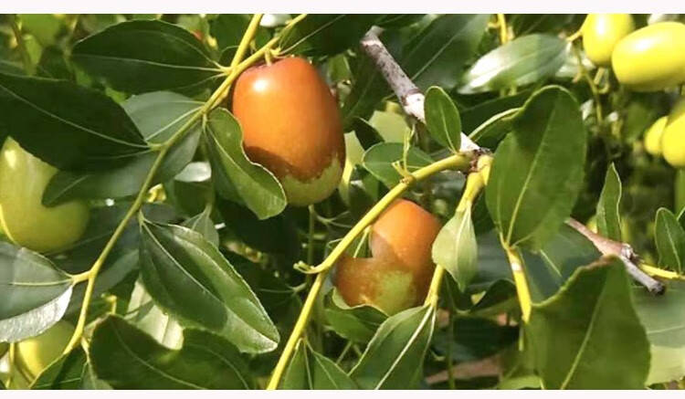 Low-field NMR Study on the Effect of Calcium Treatment on the Preservation of Da Pingding Jujubes