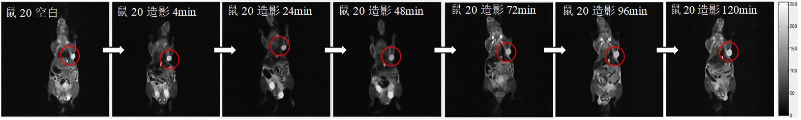 MRI Contrast-Enhanced Imaging Study of Subcutaneous Tumors in Mice