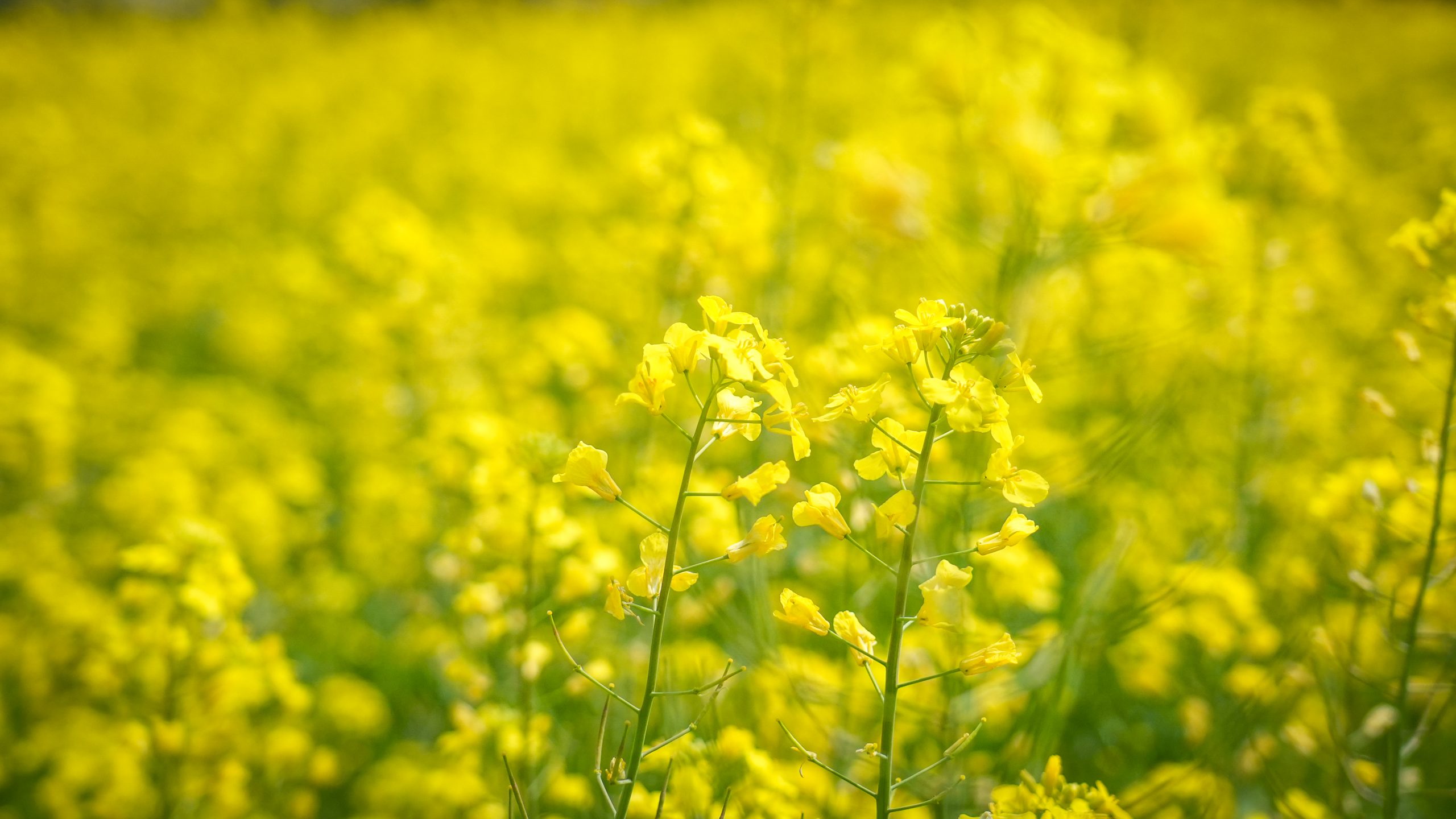 Frontier Application | Application of Low-Field NMR Devices in Rapeseed Drought-Resistance Research